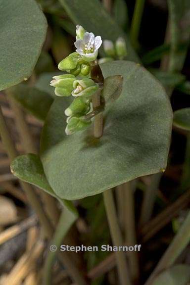claytonia perfoliata 5 graphic
